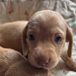 Dachshund Puppies from Golden Dachshunds