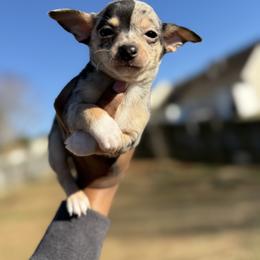 Ghost - Merle male Chihuahua puppy in Charlotte, North Carolina from Lawinski’s Chihuahua World