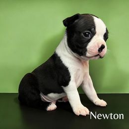 AKC Newton - Black brindle and white male Boston Terrier puppy in Galena, Kansas from RottNBostons
