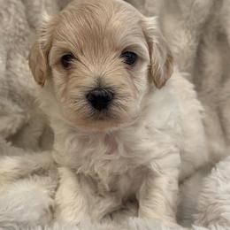 Hopper - Cream male Maltipoo puppy in Traverse City, Michigan from Riyem Wildflower Farms