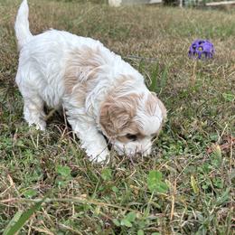 Cavapoo Puppies from Christian Cavapoos