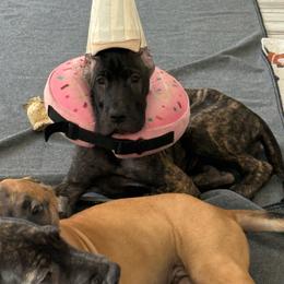 Aurelia - Brindle female Great Dane puppy in Naples, Florida from Above The Salt Danes