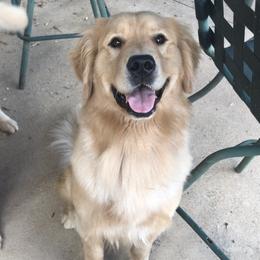 Lovey - Golden Retriever