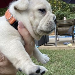 French Bulldog Puppies from Jackie’s French Bulldog’s