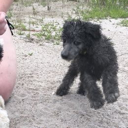 German Shepherd and Poodle Puppies from United Broughton Kennel