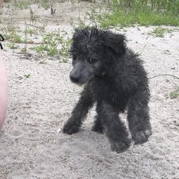 German Shepherd and Poodle Puppies from United Broughton Kennel