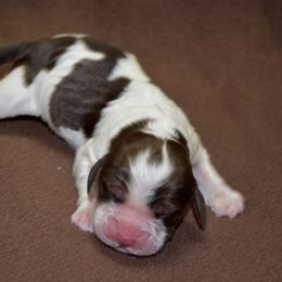Linguine - Liver white and tan female English Springer Spaniel puppy in Chapmansboro, Tennessee from Balthrop Bend Farms