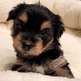 Yorkipoos from Yorkie Poo and You