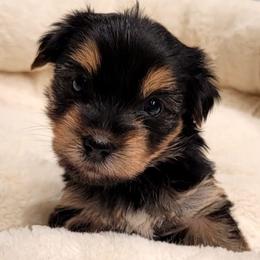 Yorkipoos from Yorkie Poo and You