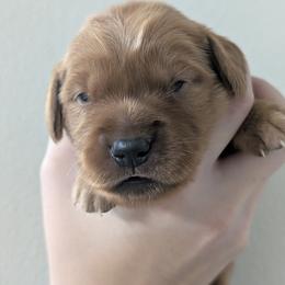 Golden Retriever Puppies from Chrysus Spirit Goldens