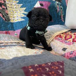 Black male 2 - Black male Pug puppy in Hanover, Virginia from Pure Pugs