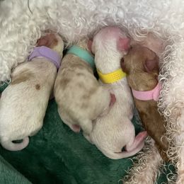 Poodle Puppies from Jamilette Delatorre's Poodles