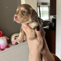 Boy 1 - Blizzard is a chocolate and cream - Chocolate and cream male Dachshund puppy in Hutto, Texas from R.G. Dachshunds