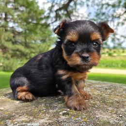 Mia - Blue and gold female Yorkshire Terrier puppy in Monticello, Iowa from Ashley’s Puppies