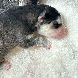 Pomsky Puppies from Proper Rose Pomskies