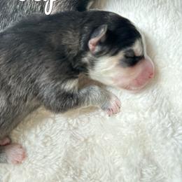 Pomsky Puppies from Proper Rose Pomskies