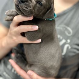 Great Dane Puppies from Blue Thunder Danes