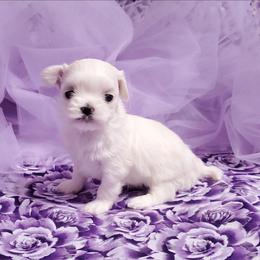 Girl B - White female Maltese puppy in Fresno, California from Soua's Pups