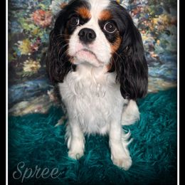 Spree - Cavalier King Charles Spaniel