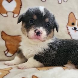 Lyra (Renamed Indie) - Blue female Pembroke Welsh Corgi puppy in Warrensburg, New York from The Adirondack Corgi