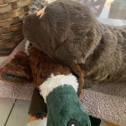 No. 1 - Sadie - Brown female Chesapeake Bay Retriever puppy in Yellville, Arkansas from Two Rivers Chesapeakes