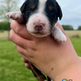Bernedoodle and Goldendoodle Puppies from Brunsman Country Doodles LLC