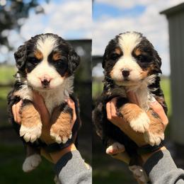 Female 2 - Tri-color female Bernese Mountain Dog puppy in New Haven, Indiana from Maumee Berners
