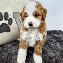 Ginger - Red female Bernedoodle puppy in Granton, Wisconsin from Rose River Farms