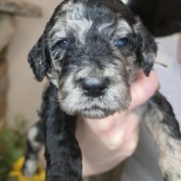 Light pink collar - Merle female Goldendoodle puppy in Sanderson, Florida from Serenity Goldendoodles
