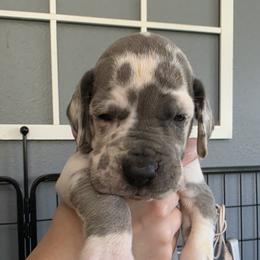 Elana - Blue and white female Great Dane puppy in Longview, Texas from Lazy A Danes