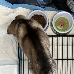 German Shepherd Puppies from Devon Rugerio's German Shepherds