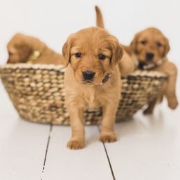 Golden Retriever Puppies from Bright Side Goldens