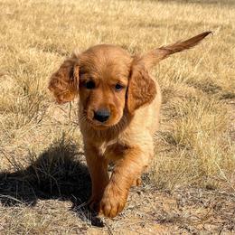 Ellie - Golden female Golden Retriever puppy in Wellington, Colorado from High Country Golden Retrievers