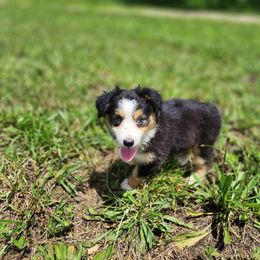 Dahlia - Black tri female Miniature Australian Shepherd puppy in Macomb, Missouri from Faunus Farms and Aussies