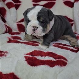 Cupid - Blue tri-color male Bulldog puppy in Franklin Grove, Illinois from Illinois Bullies Kennel