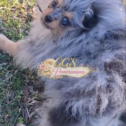 Rebel - Blue merle male Pomeranian puppy in Oologah, Oklahoma from GG's Pomeranians