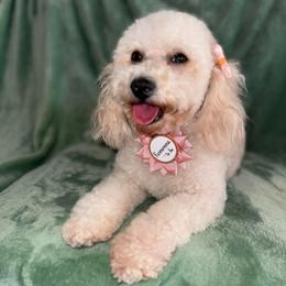 Luna - Poodle