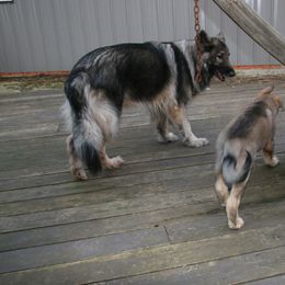 Shiloh Shepherd Puppies from Solace Shilohs