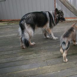 Shiloh Shepherd Puppies from Solace Shilohs