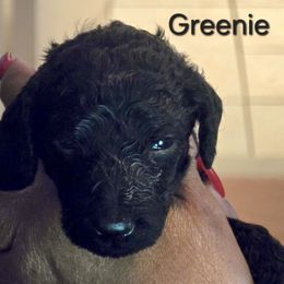 Greenie - Blue male Poodle puppy in Browns Summit, North Carolina from Nailah's Beauties: Standard Poodles