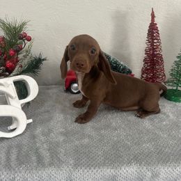 Girl 1 - Chocolate female Dachshund puppy in Waycross, Georgia from Southern Paws