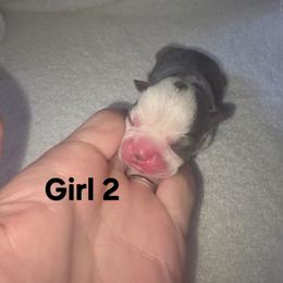 Girl 2 - Blue female Boston Terrier puppy in Ringgold, Georgia from A-K Boston Terriers