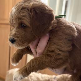 Ms Green - Red  female Goldendoodle puppy in Vacaville, California from North Bay Goldendoodles