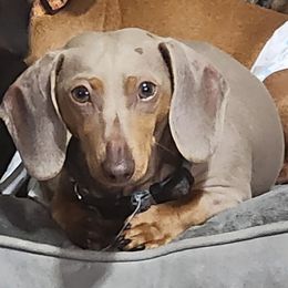 Sandi - Dachshund