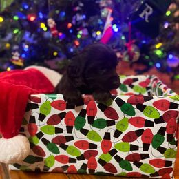 Brody Brown - Yellow Collar - Brown male Boykin Spaniel puppy in Hurtsboro, Alabama from PARK’s Family Farm