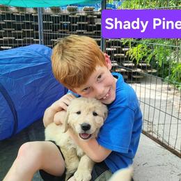 4th pick of the Golden Girls Litter - Light golden female Golden Retriever puppy in Fithian, Illinois from LOMAH Retrievers