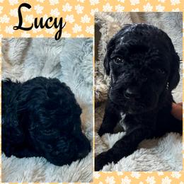 Lucy (Yellow2) - Black female Goldendoodle puppy in Ankeny, Iowa from Iowadoodles2love