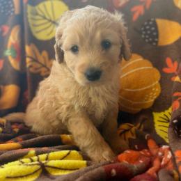 Skye - Cream female Goldendoodle puppy in Mayville, Michigan from Guiding Light Doodles
