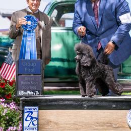Poodle All Grown Up from Kotu Poodles