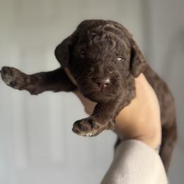 MnM - purple girl - Chocolate female Goldendoodle puppy in Waterford, California from Alvdoodles